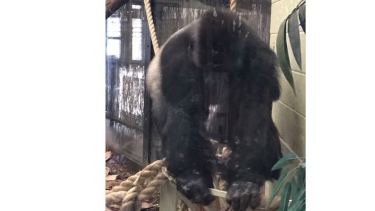 Gorila gigante se escapa de Zoológico en Londres