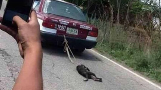 Video escándalo: así castigaron a un perro que se había comido un pollo