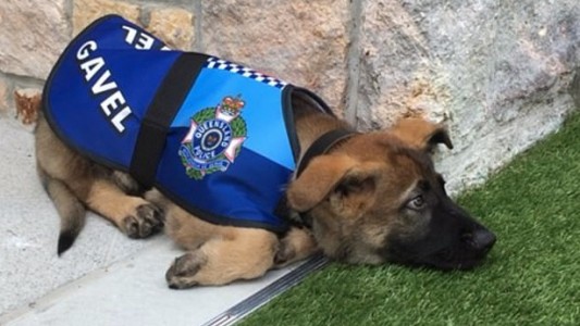 La policía expulsa a este perrito por ser demasiado tierno para la tarea