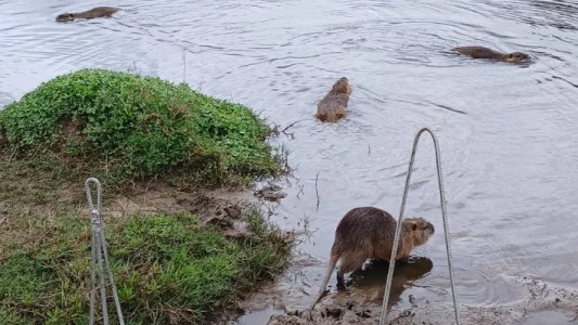 Trasladan coipos desde Palermo a Mercedes y Escobar