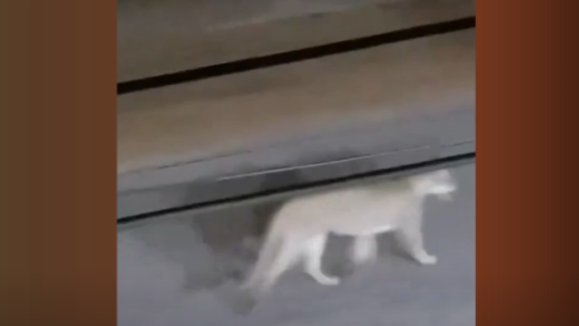 Apareció un puma suelto en las calles del centro de Valeria del Mar