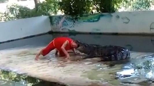 Video escalofriante: el ataque de un cocodrilo a su cuidador durante un show