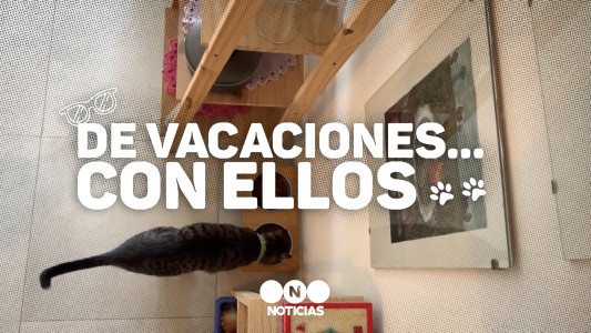 Mascotas de vacaciones: "Es como tener un hijo. Y a un hijo uno lo lleva de viaje"