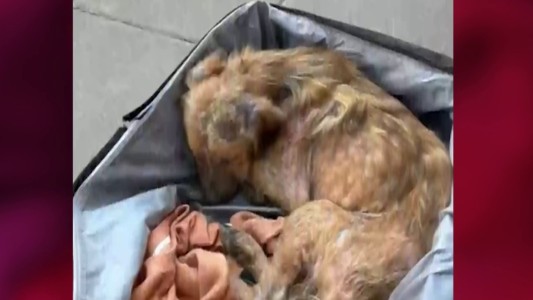 Crueldad: encerraron a un perro en una valija con precintos y lo tiraron en un contenedor