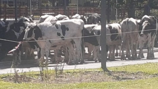 Un camión que transportaba vacas volcó y escaparon veintitrés de ellas