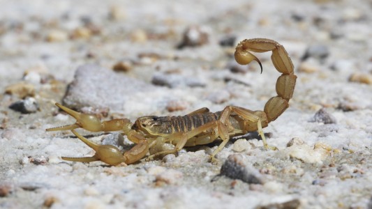 Córdoba: un niño de 10 años fue picado por un alacrán y está internado en grave estado