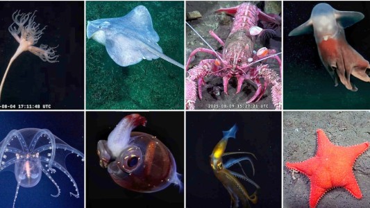 La Facultad de Ciencias Exactas Naturales de la UBA encabezará la tercera y última campaña en el Mar Argentino