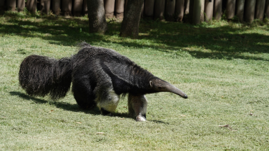 Adoptan un oso hormiguero huérfano que no puede sobrevivir solo