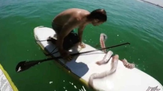 Pánico en el mar: el terrible encuentro de un surfer con un calamar gigante