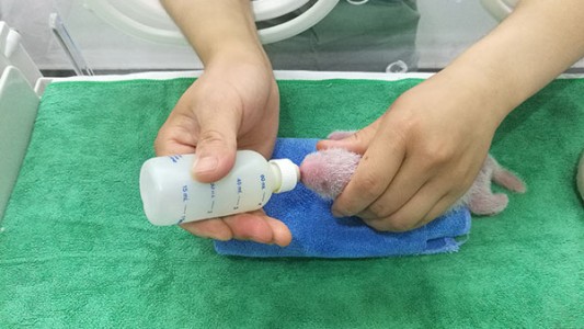 Emoción en China: nacieron tres pandas bebés en cautiverio