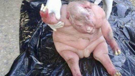 Resolvieron el misterio del "cordero-hombre" que causó pánico en Sudáfrica