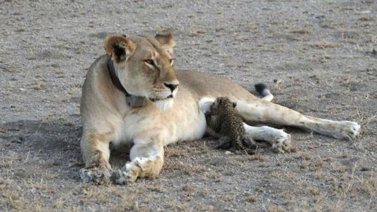 La maravillosa historia de la mamá leona que adoptó a un cachorro de leopardo