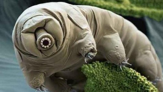 Este sería el último animal que sobreviviría la extinción de la vida en la Tierra