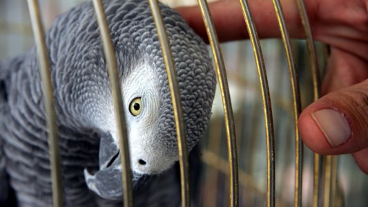 Mató a su marido, la delató el loro y fue presa
