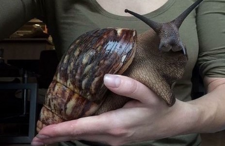 Sorpresa y terror en Estados Unidos por la aparición de un caracol gigante