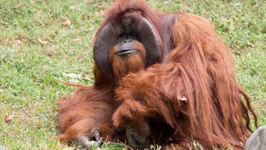 Murió el primer orangután que "fue a la universidad"