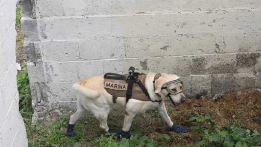 “Frida”, la perra rescatista que salvó 52 vidas