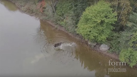 La brutal pelea entre un alce y un lobo en Canadá