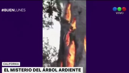Un árbol se quema por dentro en California