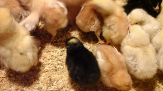 La historia del pollito negro con cuatro patas que sorprende a San Juan