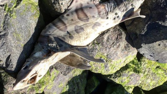 Resolvieron el misterio de los tiburones zombies