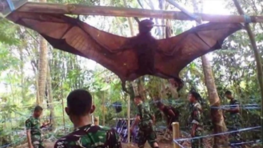 Impresionante: capturaron en Filipinas a un murciélago gigante de casi 2 metros