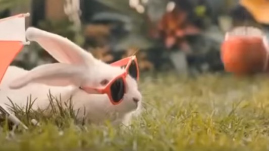 Polonia: el gobierno insta a sus ciudadanos a reproducirse "como conejos"