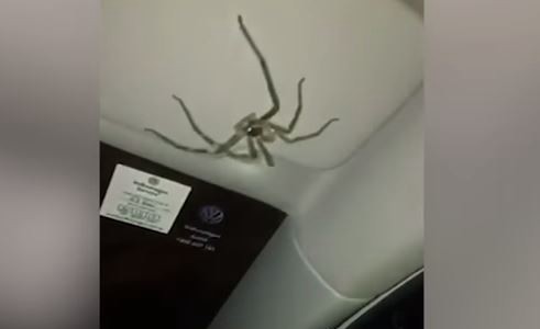 La reacción de una conductora al encontrar una enorme araña sobre su cabeza