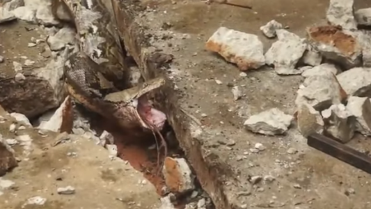 Sintió que vibraba el piso en el patio de su casa, lo rompió a mazazos y el hallazgo fue escalofriante