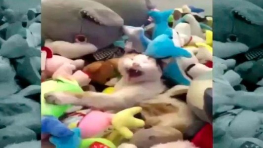 Video viral: así reacciona un gato que se queda encerrado en una máquina de peluches