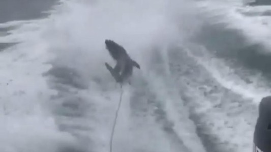 Van a juicio los hombres que torturaron brutalmente a un tiburón y lo mostraron en redes sociales