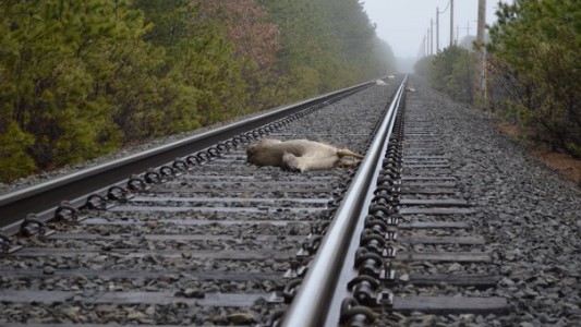 Trenes de alta velocidad "ladran" para espantar a los ciervos y no arrollarlos