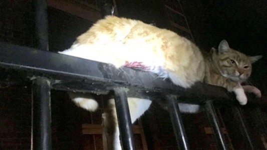 Siete vidas: el gato que sobrevivió pese a clavarse tres puntas de una reja