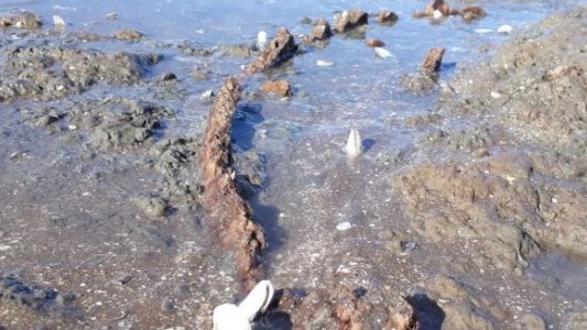 Caminaba por la playa y encontró restos de un gliptodonte