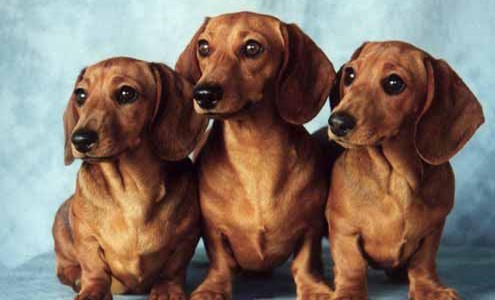 Inauguraron el primer museo de perros salchichas