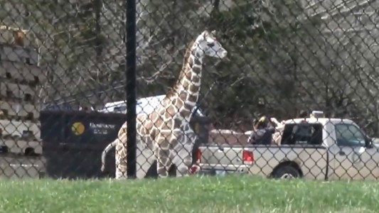 Una jirafa bebé se escapó de su jaula y casi logra salir del zoológico