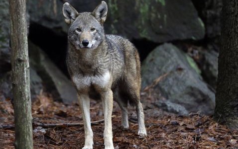 Desalmado: un cazador mató a la última loba salvaje de Dinamarca