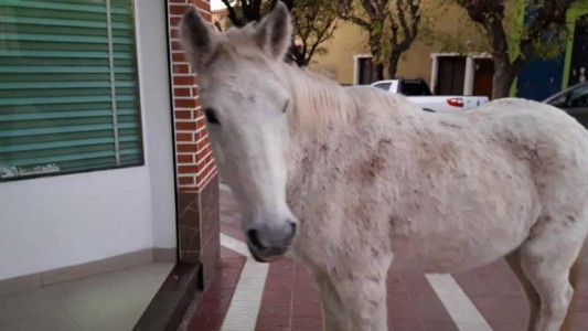 La historia de "Bizcochito", el caballo que pide pan por las calles de Capilla del Monte