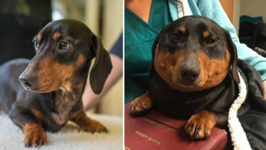 ¿Qué le pasó a este perro salchicha?: Trevor se convirtió "en una foca" en pocos minutos