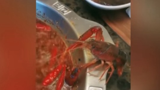 El cangrejo que se automutila una tenaza para no caer en una olla con agua hirviendo
