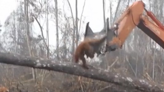 Video estremecedor: el orangután que lucha contra la excavadora que le destruye el bosque