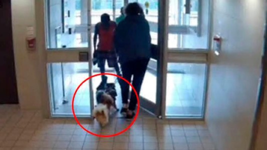 El brutal ataque de un pitbull que mató a un pequeño perro en 20 segundos