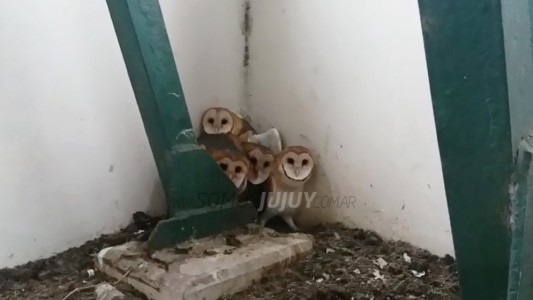 La increíble reacción de una familia de lechuzas al ser descubiertas en el campanario de una iglesia