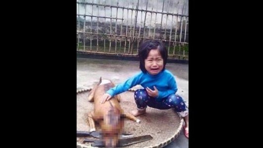 Desgarrador: niña vietnamita descubre a su perro, asado en un puesto de comida