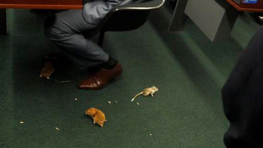 Brasil: sueltan ratas en sesión parlamentaria