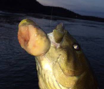 Confirman un caso de cáncer avanzado en un pez debido a la contaminación
