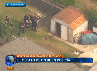 Video: perro policía rastreó a un sospechoso y logró atraparlo