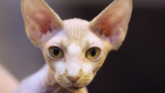 No pagó sus deudas y le decomisaron hasta el gato