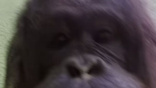 Video: el "cortometraje" del orangután que se apropió de una cámara GoPro