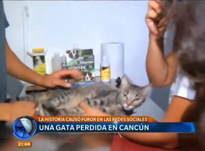 México: una argentina no durmió durante días buscando a su gata